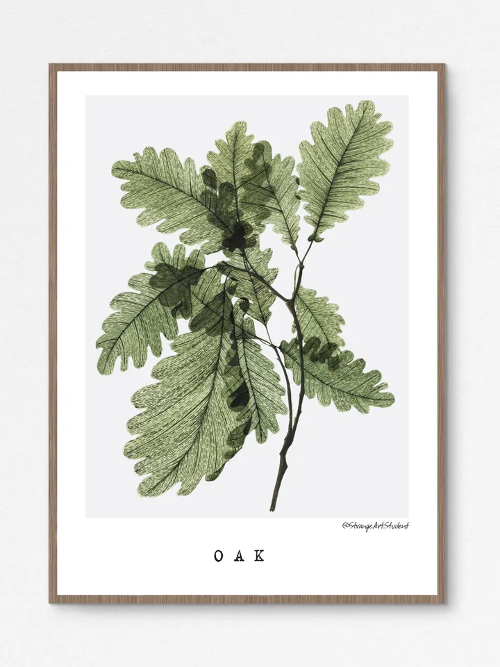Watercolor posters TRANSPARENT PLANTS size (8"x11") 21x30cm