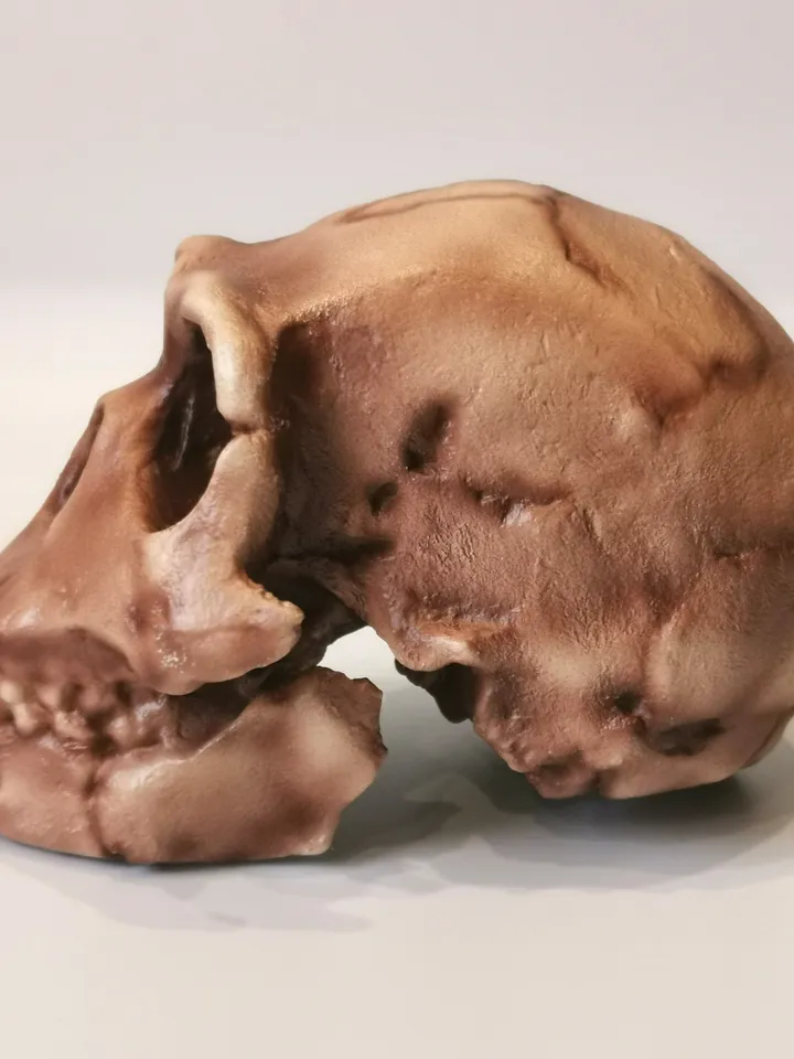 Homo Naledi Skull Replica of DH1 Find, Prehistoric Fossil Collection, Realistic Hominid Skull, Museum Quality