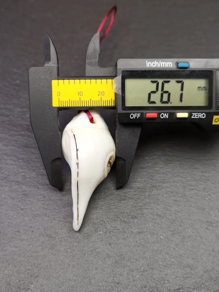 Gandhanra Tibetan Buddhism Amulet,Hand Carved White Conch Shell Shankha with Skull Citipati Symbol,Tibetan Ritual Implement - 2.36&quot; × 1.18&quot;