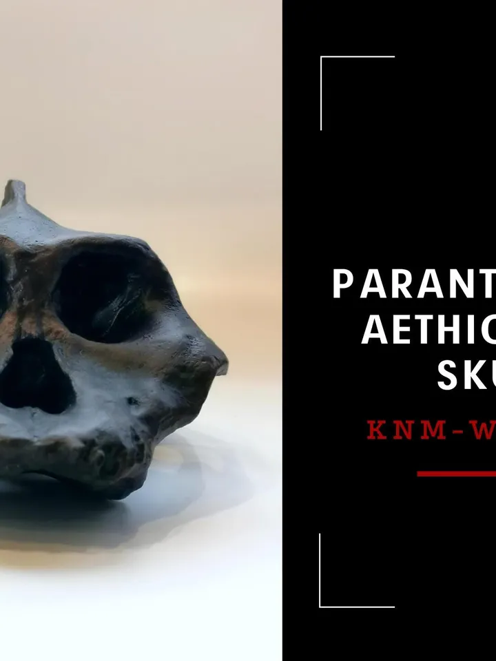 Paranthropus Aethiopicus Skull Replica, Prehistoric Fossil Collection, Realistic Hominid Skull, Museum Quality