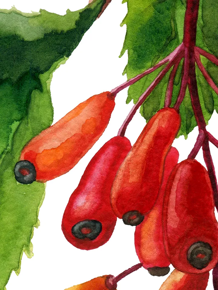 FREE clipart Barberry branch with berries Botanical illustration Watercolor digital File Art print Clipart with berries Large poster