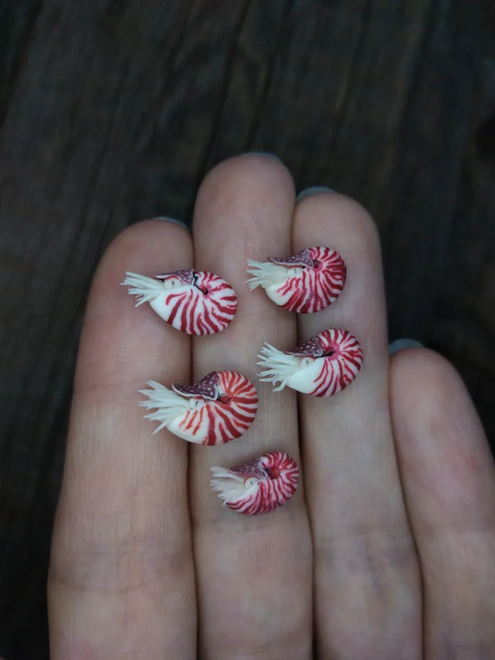 Miniature clay Chambered Nautilus 5 pcs, tiny animal for diorama, dollhouse or resin art