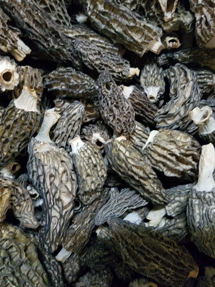 DRIED MORELS (Morchella) CONIC WITH A STEM 1kg ( 35.27 oz )