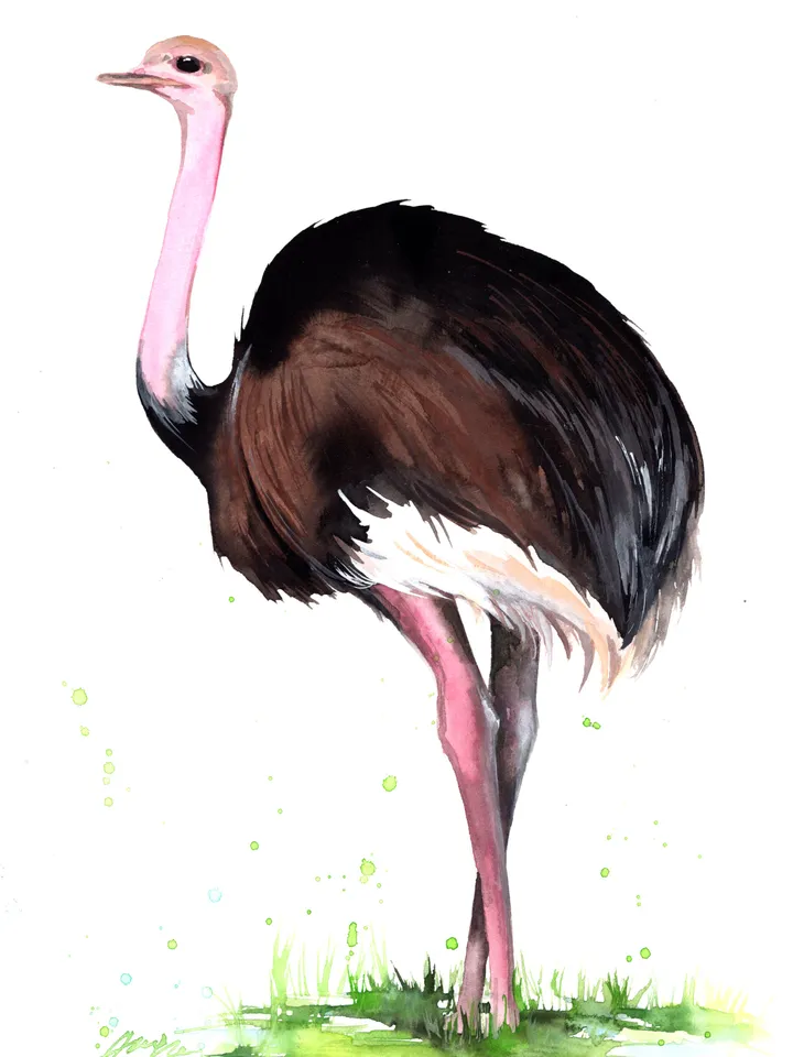Ostrich Original watercolor, bird painting, wall decor, 8x11 in handmade art by Anne Gorywine