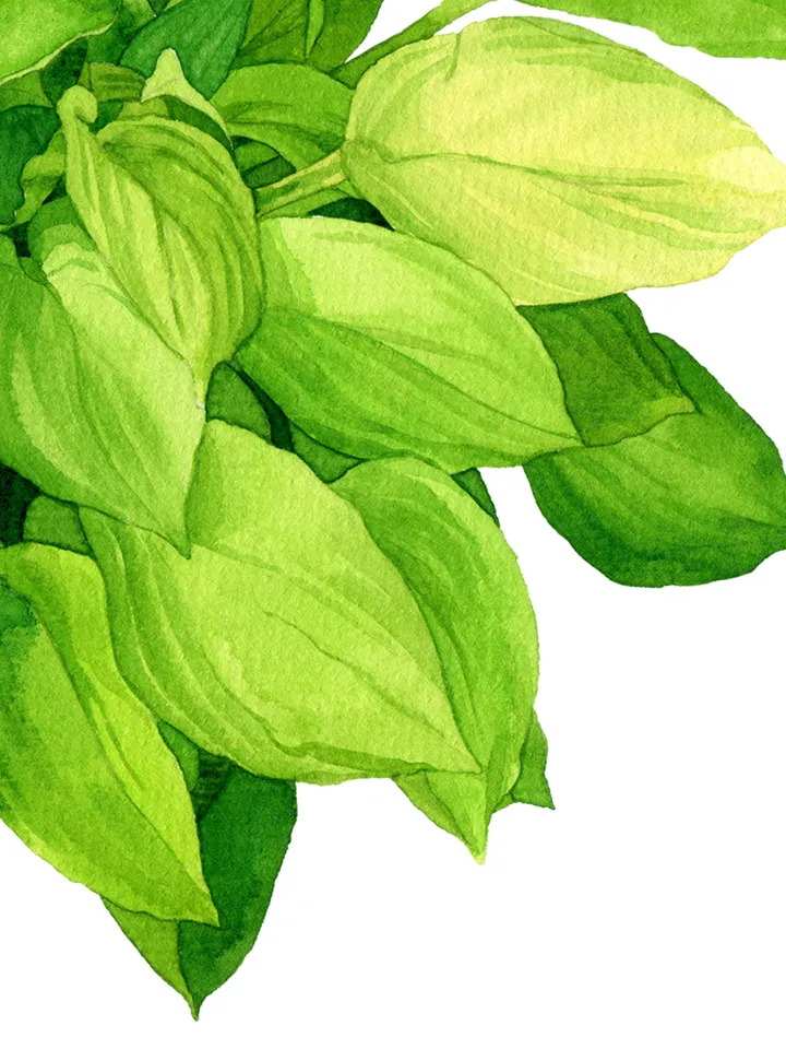 Watercolor clip art with green leaves hosta 2, Digital watercolor file PNG and JPEG for design and print Illustration