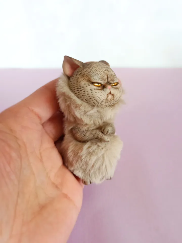 Offended angry cat