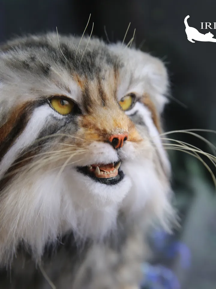 Pallas cat Fedor realistic plush animals. Ooak toy. Realistic manul stuffed toy