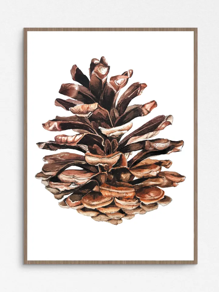 Watercolor poster "PINE CONE"