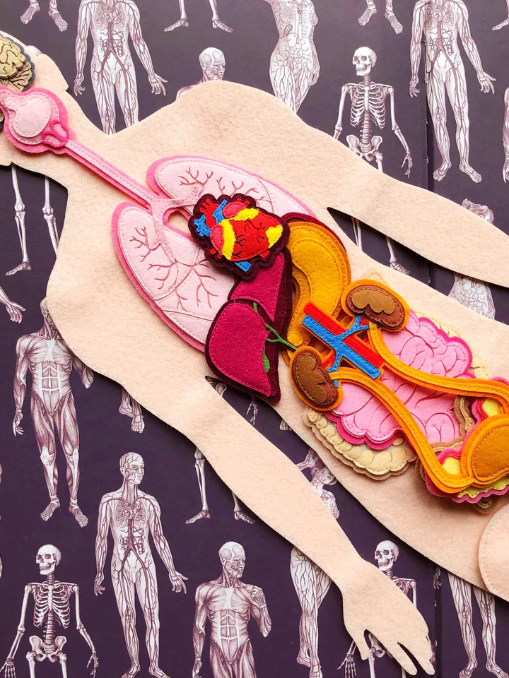 Anatomy board, FULL SET (skeleton and organs),Extra Large Human Anatomy, Medical Human body, Montessori science play set