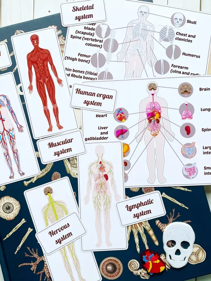 Anatomy board, FULL SET (skeleton and organs),Small Human Anatomy, Medical Human body, Montessori science play set