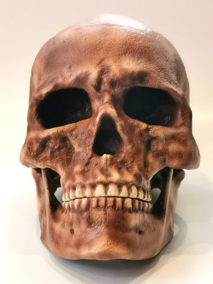 Homo Sapiens Cro-Magnon Skull Replica, Prehistoric Fossil Collection, Realistic Hominid Skull, Museum Quality