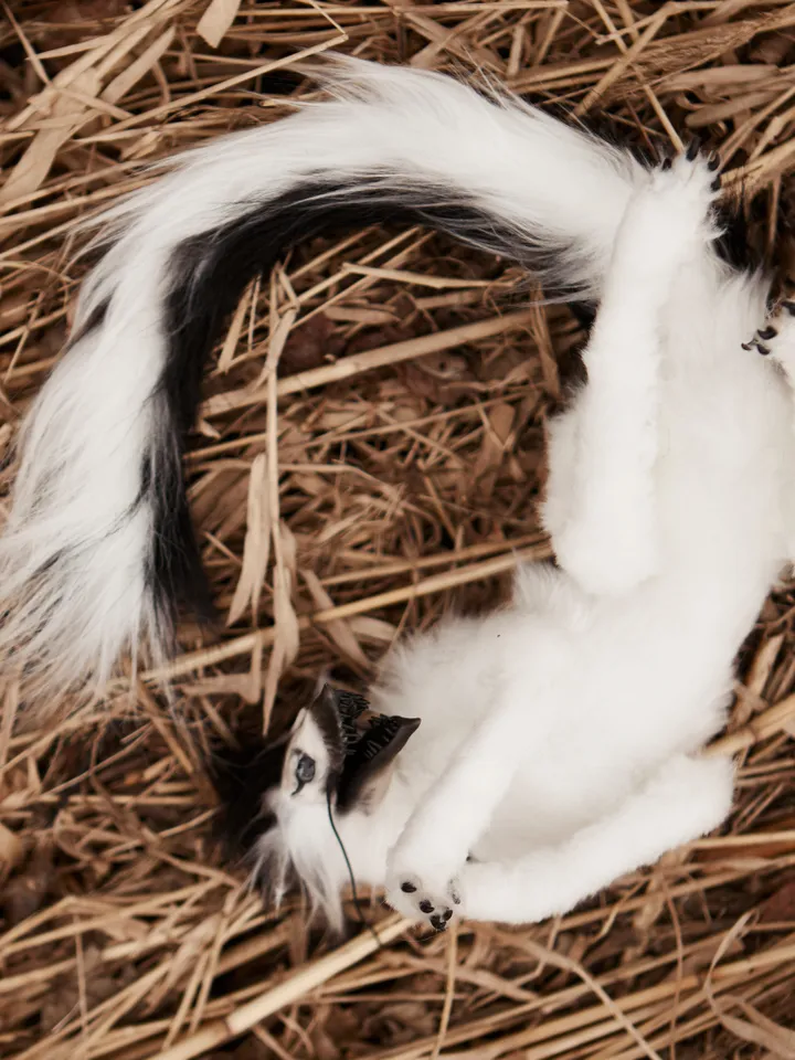 Black and white wolf