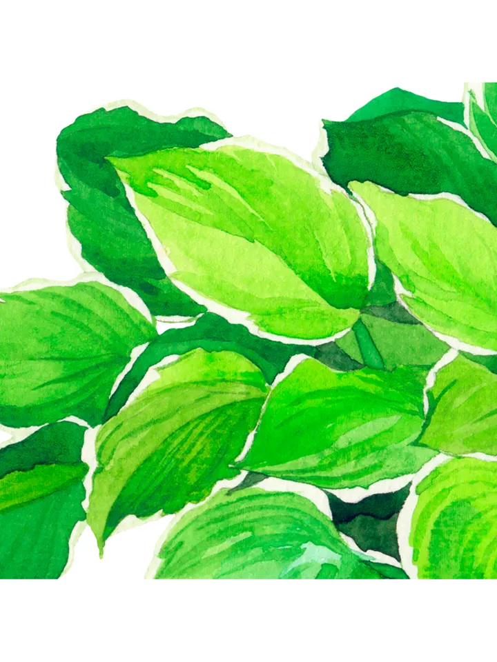 Watercolor clip art with green leaves Hosta Digital watercolor file Art print Illustration with hosta Printable wall art
