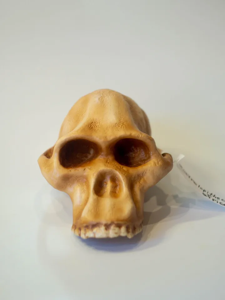 Australopithecus africanus Skull Replica, Prehistoric Fossil Collection, Realistic Hominid Skull, Museum Quality