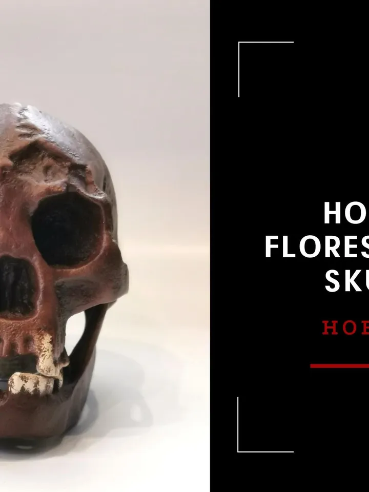Homo Floresiensis Skull Replica (Hobbit), Prehistoric Fossil Collection, Realistic Hominid Skull