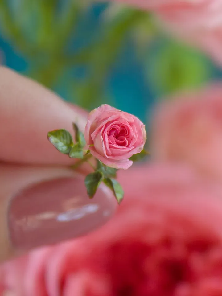 TUTORIAL Miniature Austin rose with cold porcelain or air dry clay