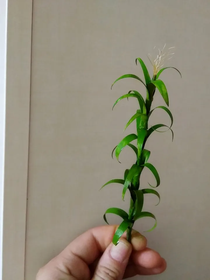 Corn trunk to create a puppet garden.1:12 scale.