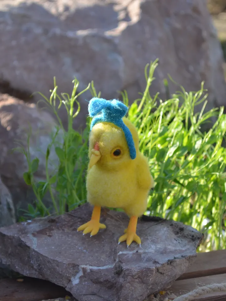 Chicken