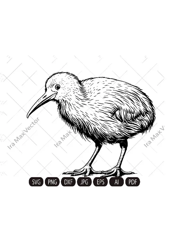 Kiwi SVG, Kiwi Bird svg, Kiwi Bird detailed, Kiwi png , Kiwi clipart, Kiwi Bird Clipart, Kiwi Bird svg files , Kiwi art