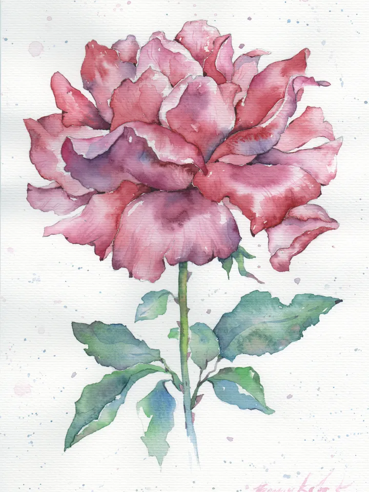 Rose watercolor