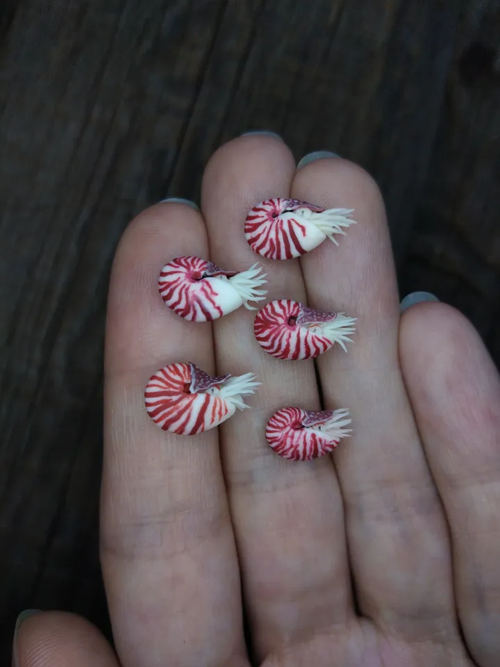Miniature clay Chambered Nautilus 5 pcs, tiny animal for diorama, dollhouse or resin art