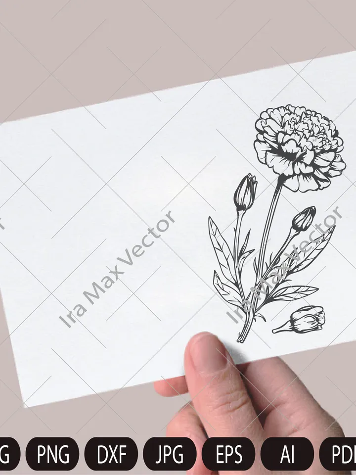 Marigold SVG Bundle, Marigold Flower svg, Marigold dxf, Marigold png, Marigold eps, Marigold vector, Marigold cut files, Marigold outline
