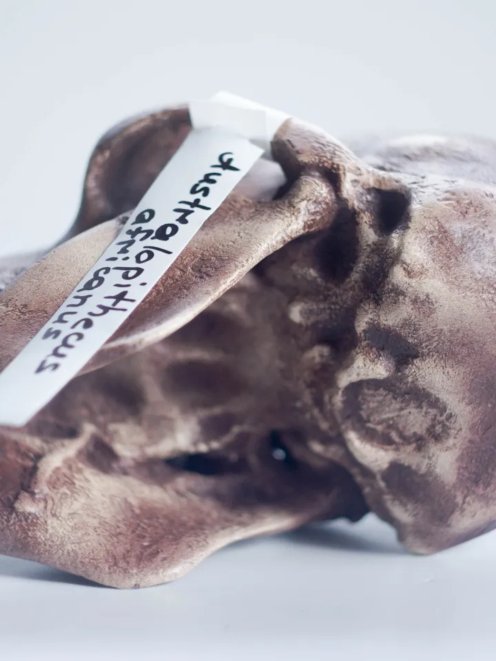 Australopithecus africanus Skull Replica, Prehistoric Fossil Collection, Realistic Hominid Skull, Museum Quality