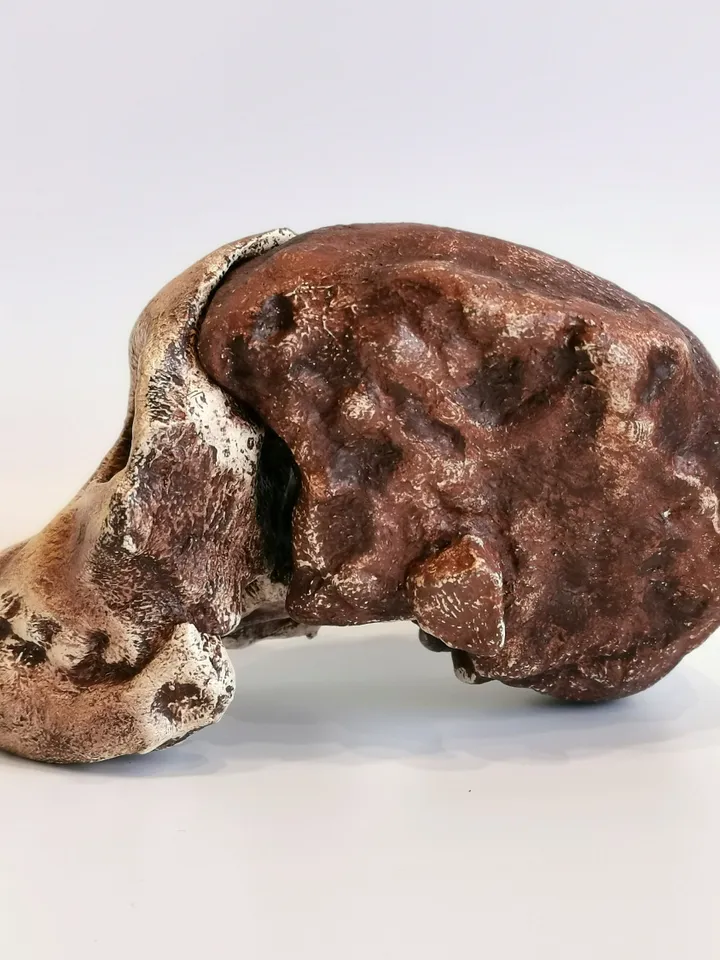 Taung Child Australopithecus Africanus Skull Replica, Prehistoric Fossil Collection, Realistic Hominid Skull, Museum Quality