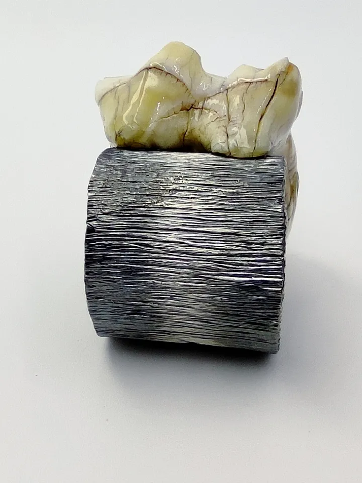 Author's ring - Tooth