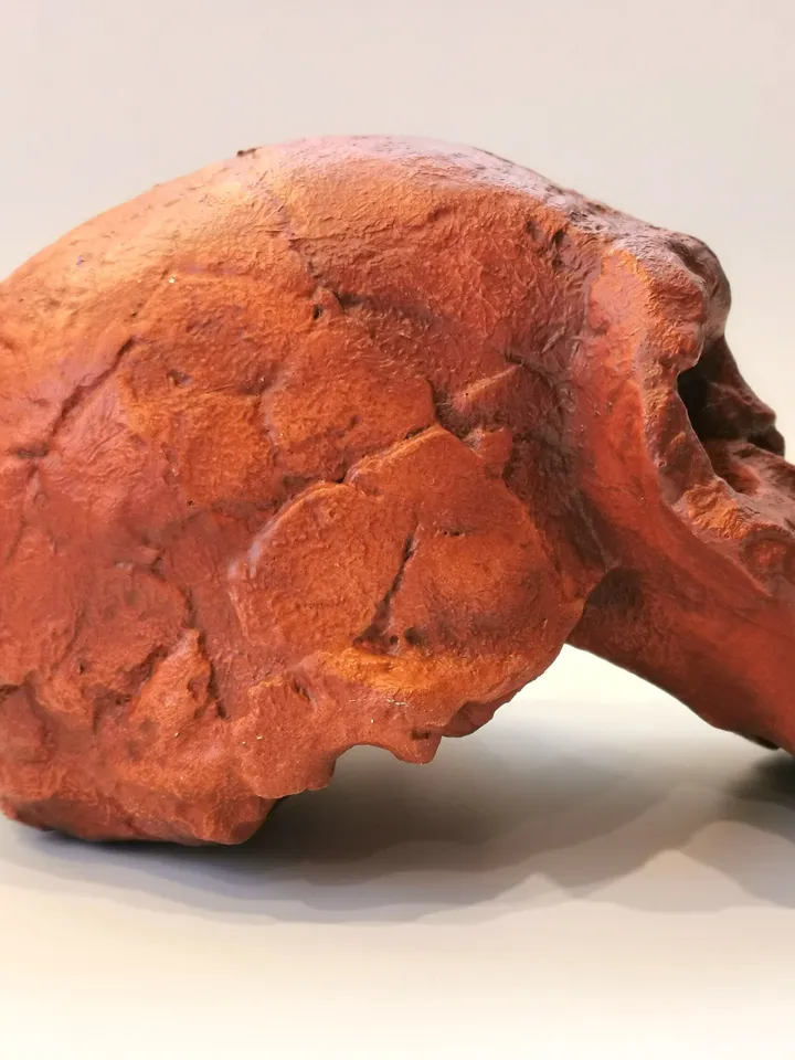 Homo Rudolfensis Skull Replica (KNM-ER), Prehistoric Fossil Collection, Realistic Hominid Skull