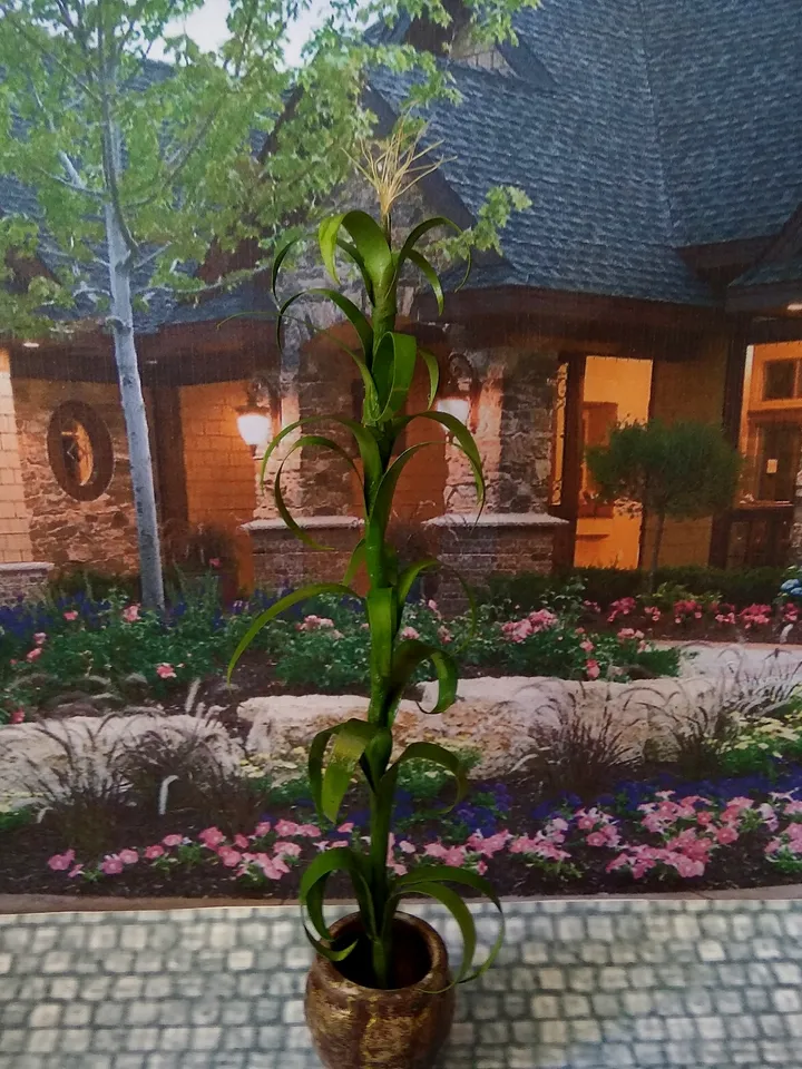 Corn trunk to create a puppet garden.1:12 scale.
