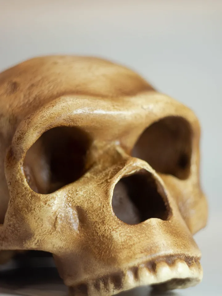 Homo Neanderthal Steinheim Man Skull Replica, Prehistoric Fossil Collection, Realistic Hominid Skull, Museum Quality
