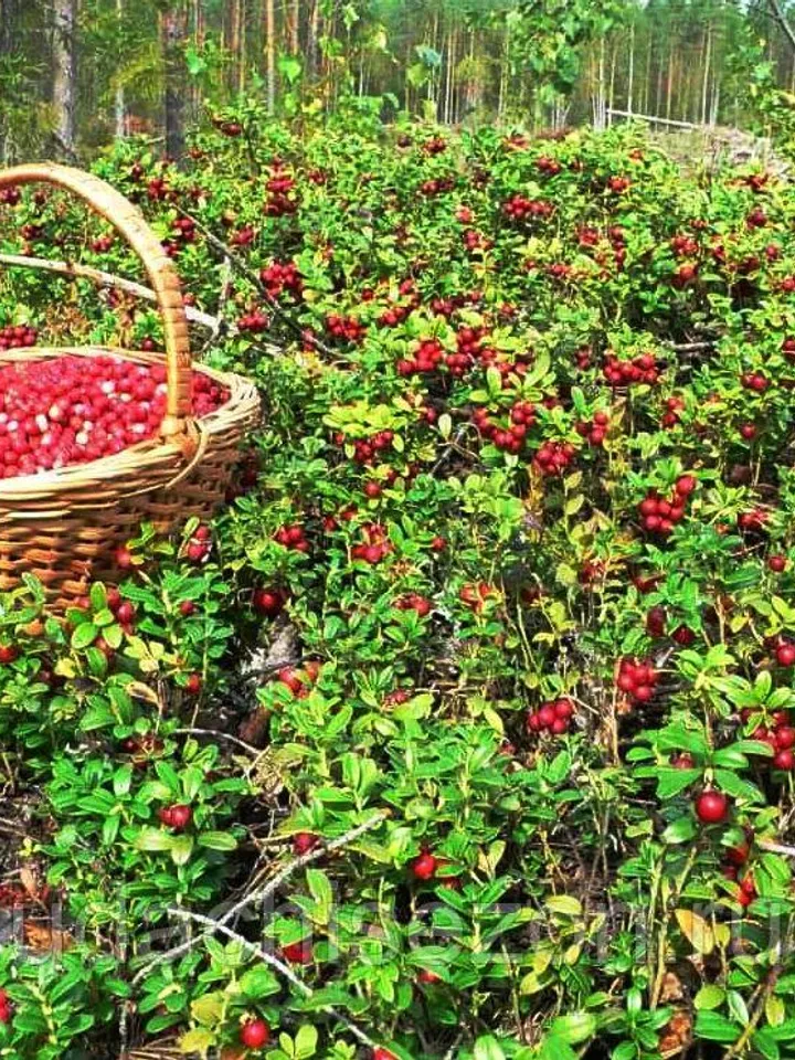 Dried Lingonberry, 1000gr.(35.27oz)