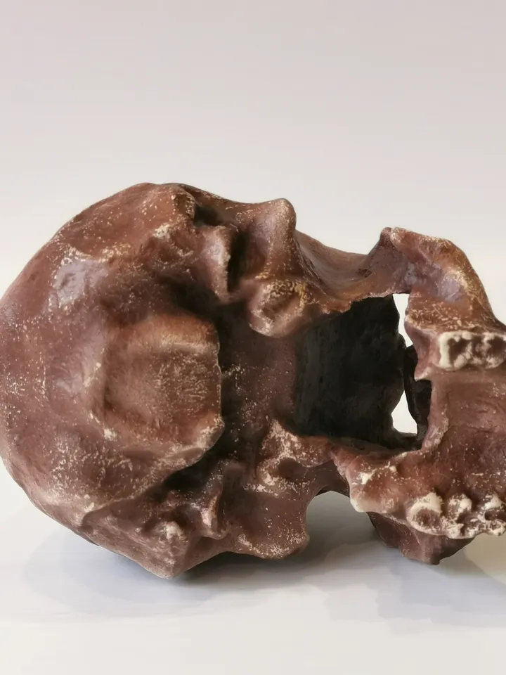 Homo Ergaster Skull Replica Turkana Boy, Prehistoric Fossil Collection, Realistic Hominid Skull, Museum Quality