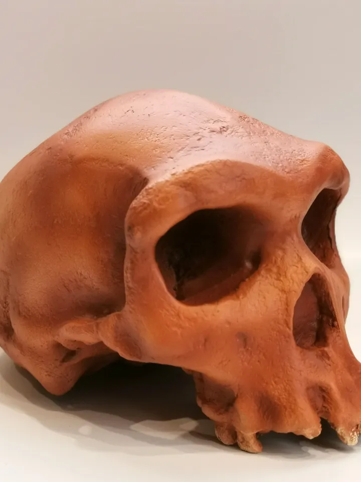 Homo Heidelbergensis Rhodesian Man Skull Replica, Prehistoric Fossil Collection, Realistic Hominid Skull, Museum Quality