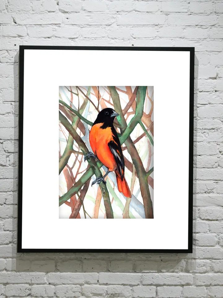 Baltimore Oriole Bird Watercolour, bird painting, wall decor, birds lover gift, 8x11 in handmade art by Anne Gorywine