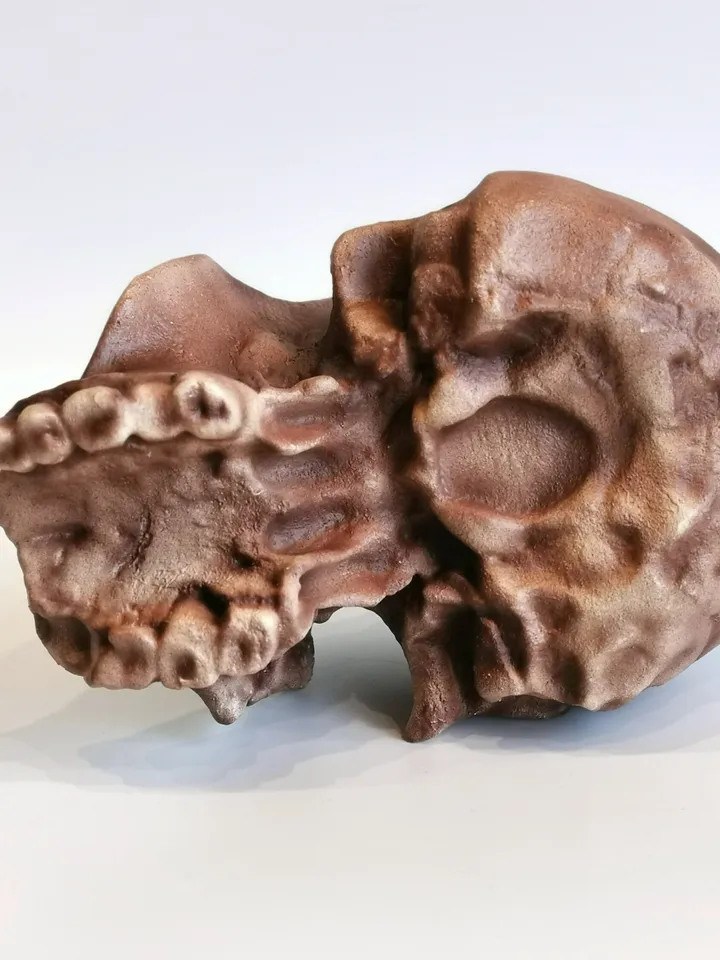 Homo Habilis OH 24 Twiggy Skull Replica, Prehistoric Fossil Collection, Realistic Hominid Skull, Museum Quality
