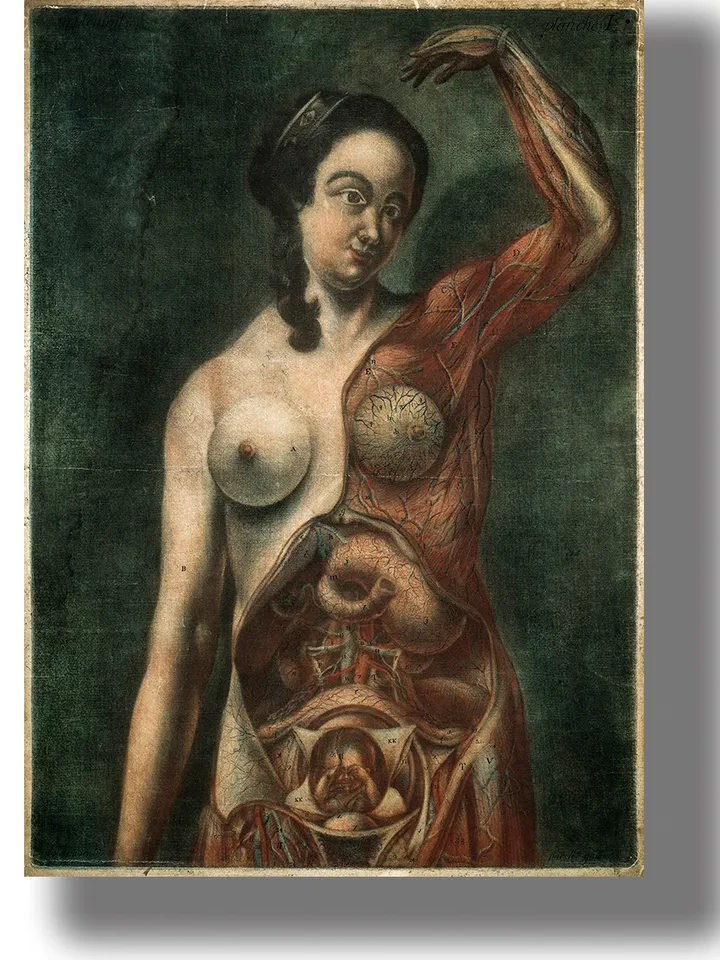 Anatomical illustration of a pregnant woman.