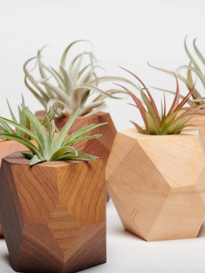 Bundle Set - Set of Five Wood Geometric Air Plant Holders - Bundle and Save! 5 different shapes, different species of wood