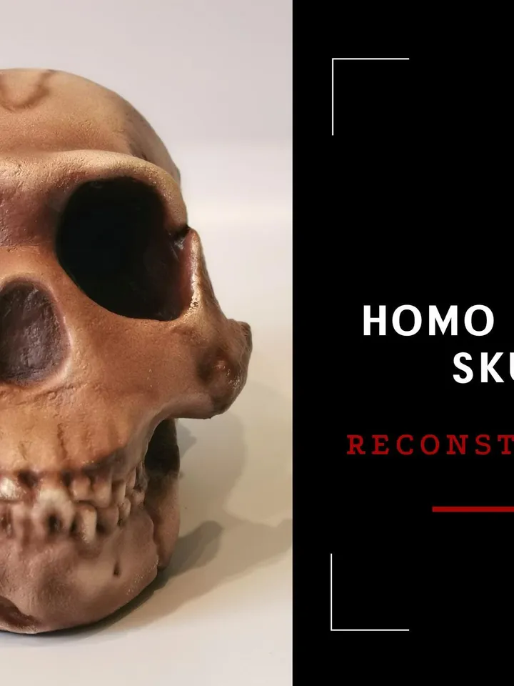 Homo Naledi Skull Replica of DH1 Find, Prehistoric Fossil Collection, Realistic Hominid Skull, Museum Quality