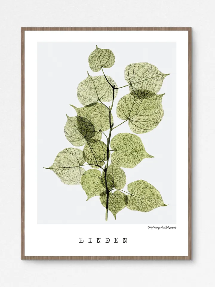 Watercolor posters TRANSPARENT PLANTS size (8"x11") 21x30cm