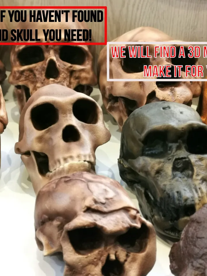 Homo Rudolfensis Skull Replica (KNM-ER), Prehistoric Fossil Collection, Realistic Hominid Skull