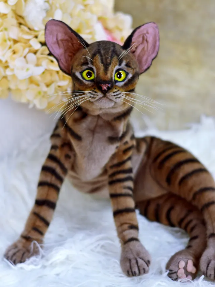 Realistic Stuffed Cat Toy - Portrait of a Domestic Plush Toy - Stuffed Cat - OOAK - Kitty