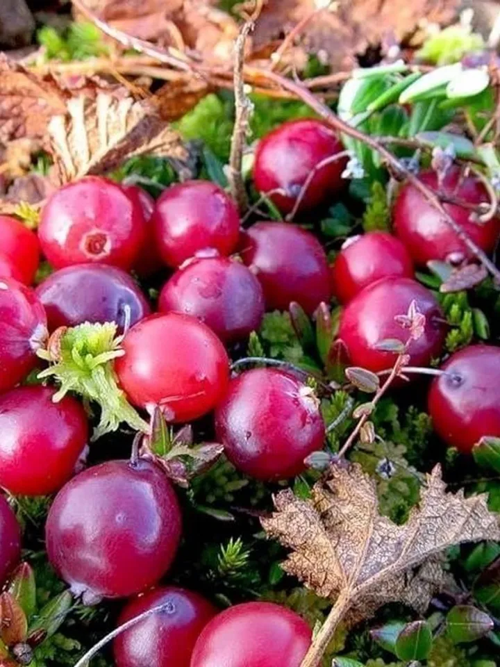 Dried Cranberries, 1000gr.(35.27oz)