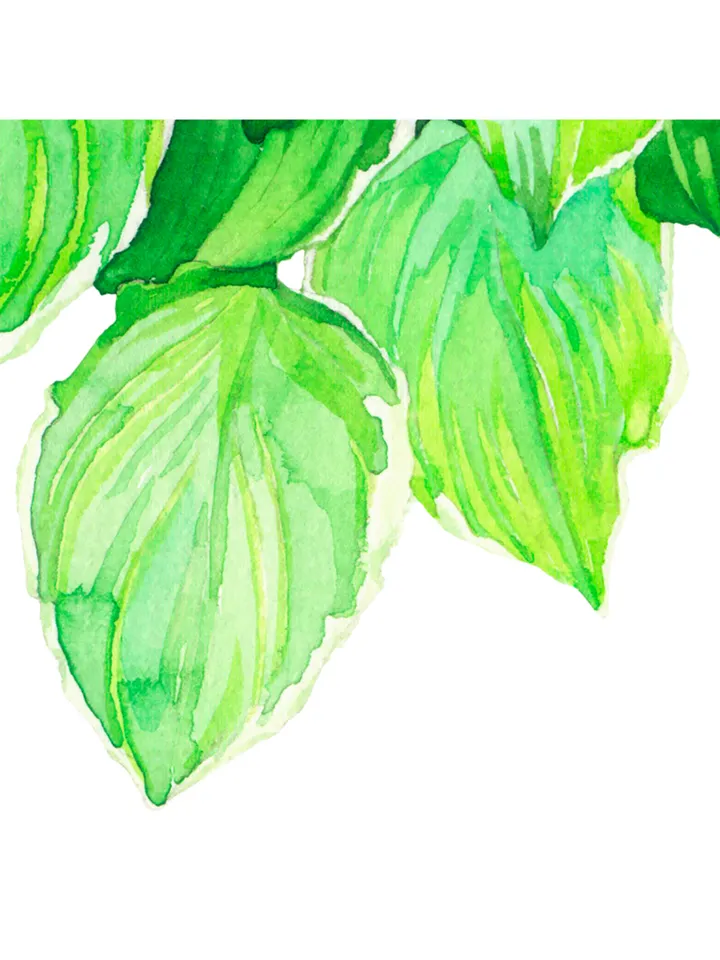 Watercolor clip art with green leaves Hosta Digital watercolor file Art print Illustration with hosta Printable wall art