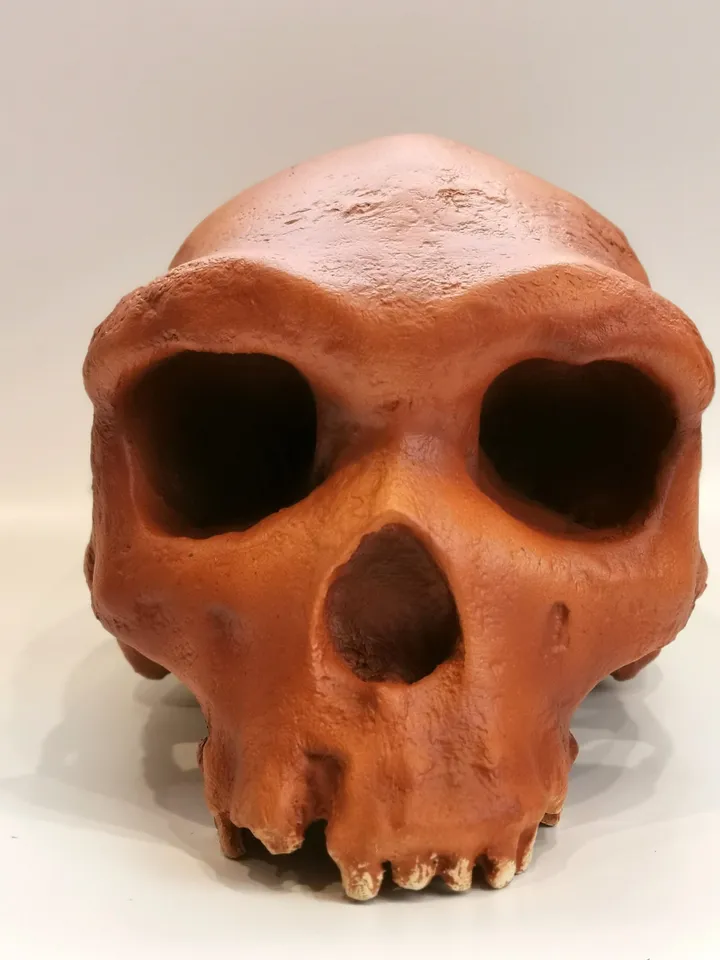 Homo Heidelbergensis Rhodesian Man Skull Replica, Prehistoric Fossil Collection, Realistic Hominid Skull, Museum Quality