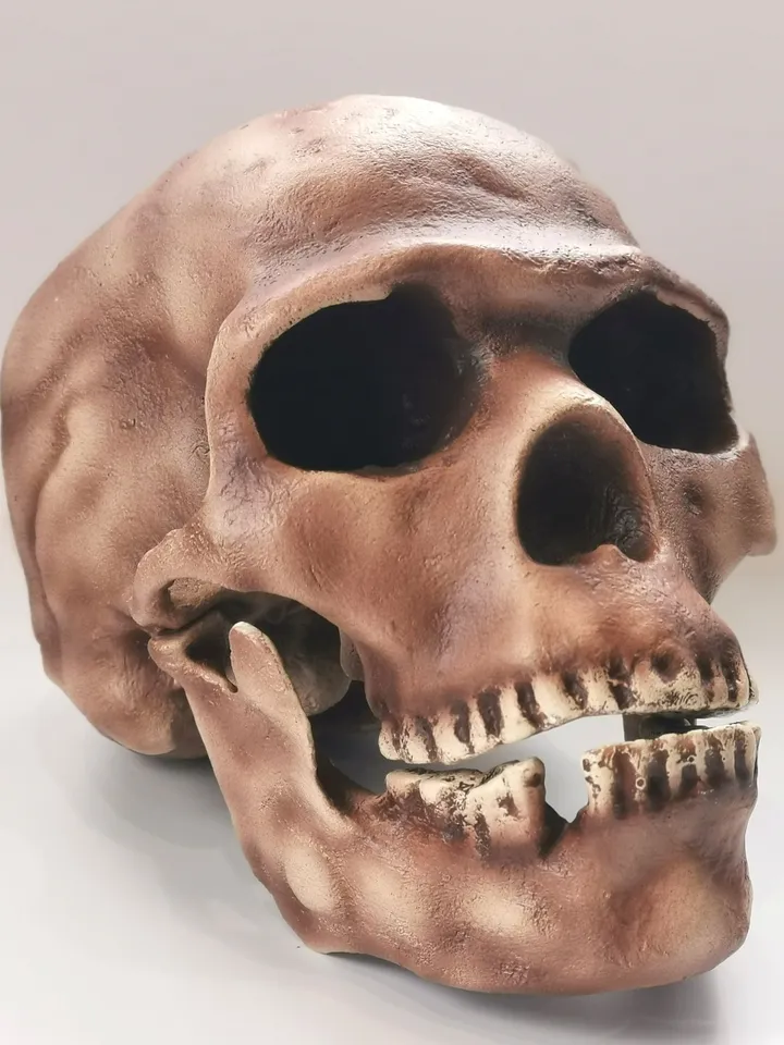Homo Sapiens Skull Replica Skhul 5, Prehistoric Fossil Collection, Realistic Hominid Skull, Museum Quality