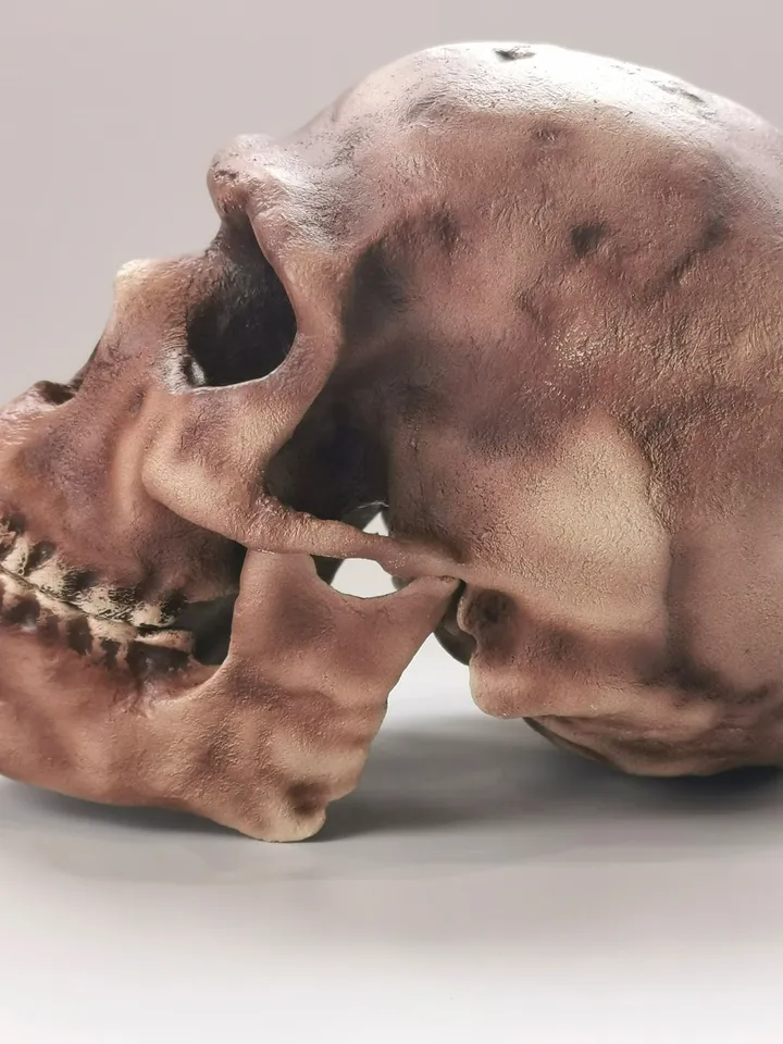 Homo Sapiens Skull Replica Skhul 5, Prehistoric Fossil Collection, Realistic Hominid Skull, Museum Quality