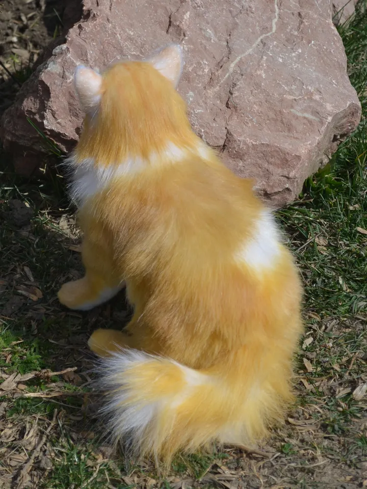 Cat Orange.