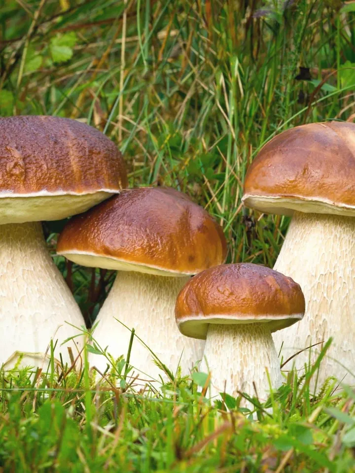 Mushrooms Altai-Alta Mushroom Dried white mushrooms 40 g Altai Extra glutathione GSH ERG